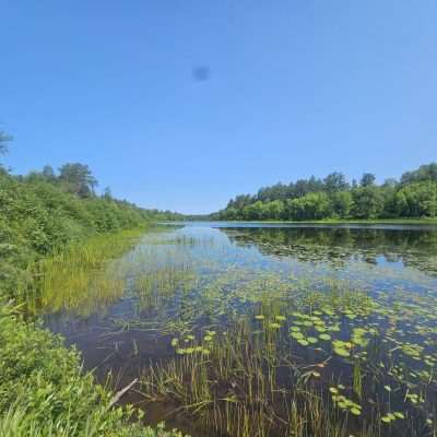 Serene lake with lily pads and forest.