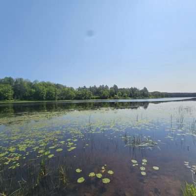 Serene lake with lilypads and surrounding trees.