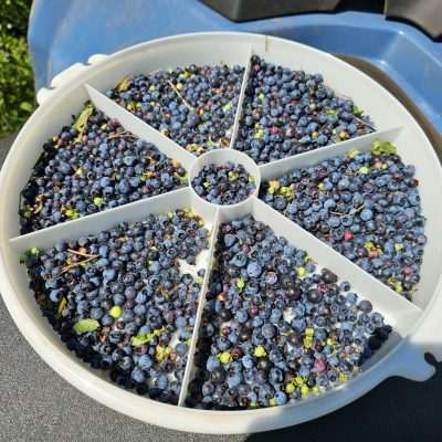 Freshly picked wild blueberries in sorting basket.