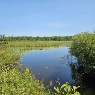 Peaceful wetland with clear blue sky.