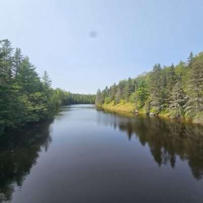 Tranquil river surrounded by dense forest