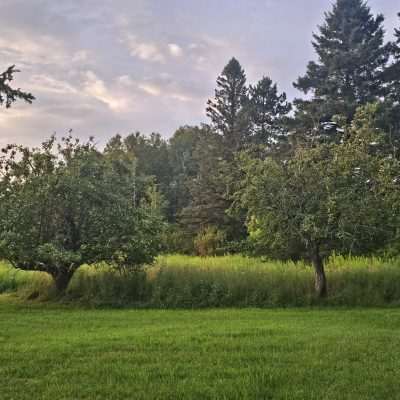 Lush green field with tall trees