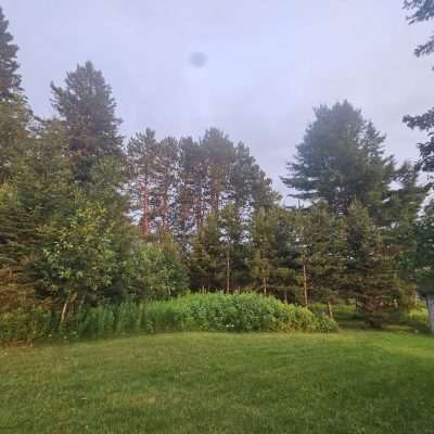 Sunny forest with green grass and trees.