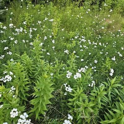 Field of green plants with white flowers