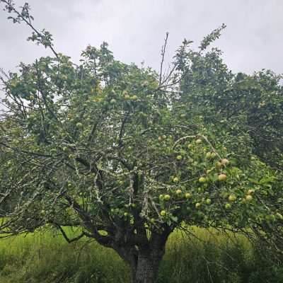 Apple tree with green apples in a field