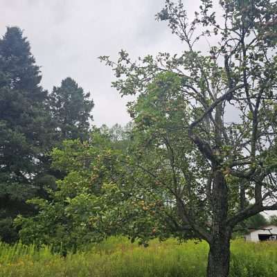 Apple tree in a rural landscape