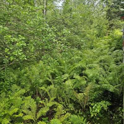 Dense fern-covered forest area