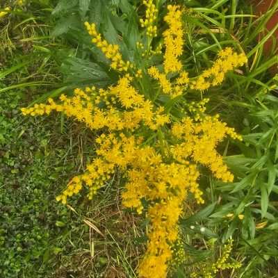 Yellow wildflowers with green leaves in grass