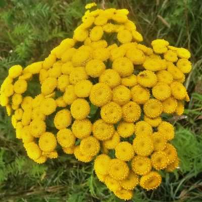 Close-up of yellow flowers in field.