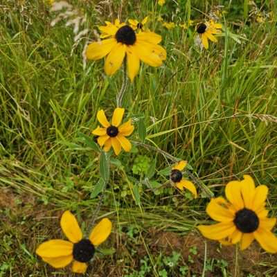 Close-up of yellow flowers in a grassy field.