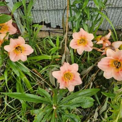 Peach-colored flowers with dew near house siding.