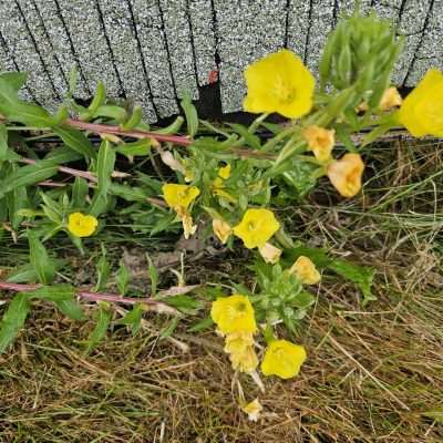 Yellow wildflowers with green leaves on grassy ground