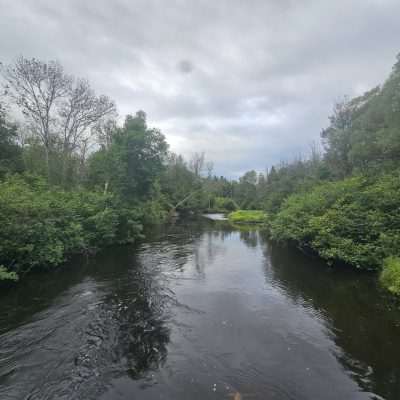 Calm river surrounded by lush green trees