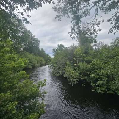 Lush forest with river under cloudy sky.