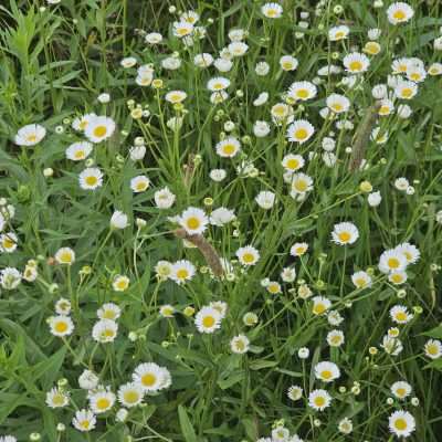 Field of white daisies in bloom