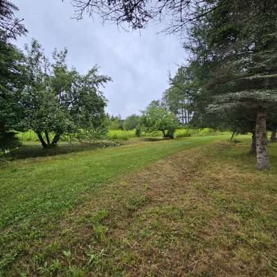 Grassy path through trees in a meadow.