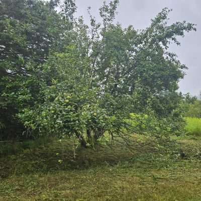 Apple tree in a field