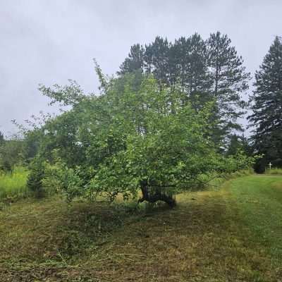 Green tree on grassy field with cloudy sky