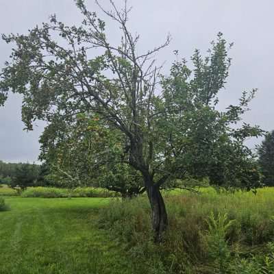 Apple tree in a grassy field