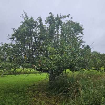 Lush apple tree in grassy field