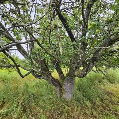 Apple tree with green apples in a field.