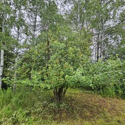 Apple tree with ripened fruits in a forest.