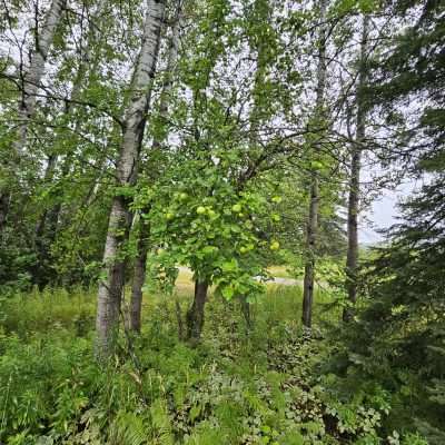 Apple tree with green apples in a forest.