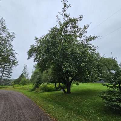 Apple tree beside a dirt road