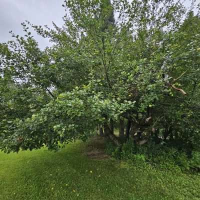 Lush green apple tree in a garden