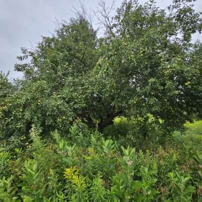 Lush apple tree in green field.