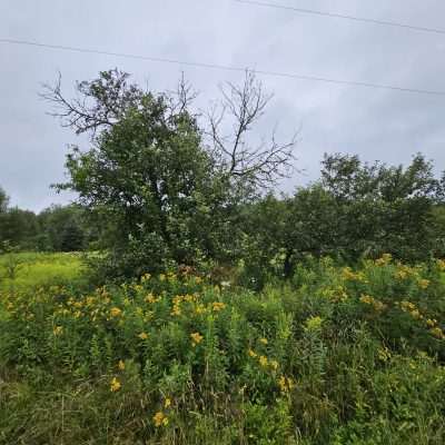 Green trees and yellow wildflowers in a field