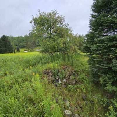 Green countryside with trees and tall grass