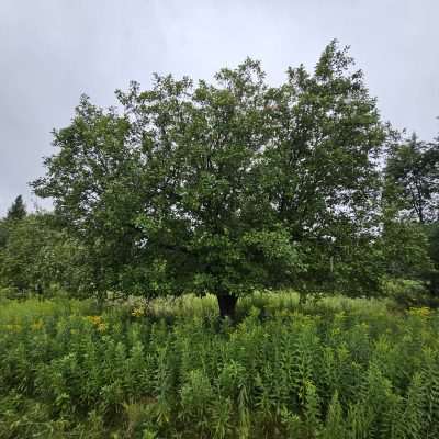 Large tree in a green field