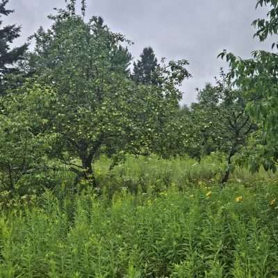 Lush apple trees in a green field