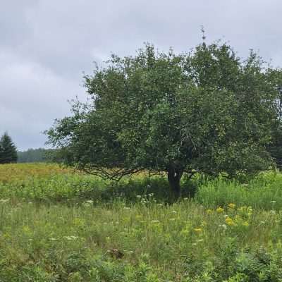 Apple tree in a grassy field