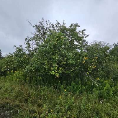 Lush green tree with fruits.