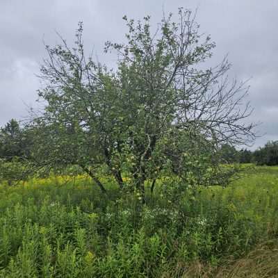 Apple tree in a field