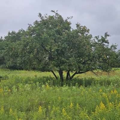 Apple tree in a grassy field