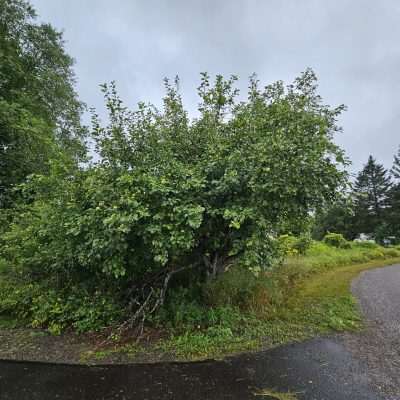 Lush green tree near a rural road