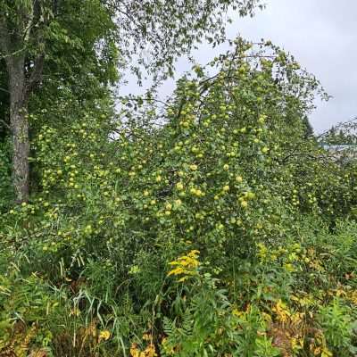 Tree heavy with green apples and foliage