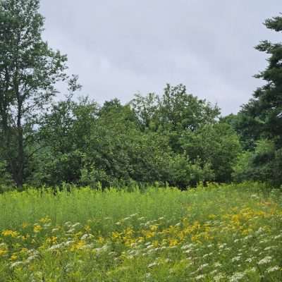 Lush green meadow with wildflowers and trees