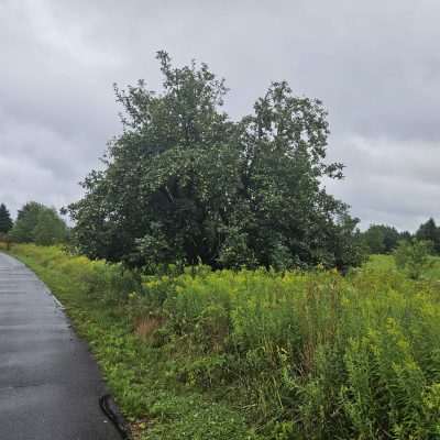 Large tree in a grassy field