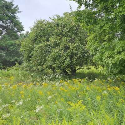 Apple tree in a meadow