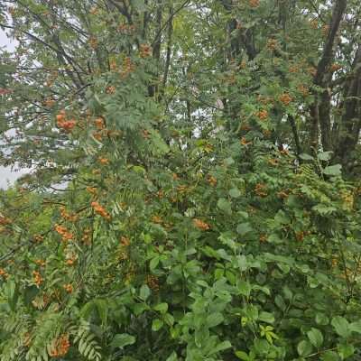 Tree with orange berries and green leaves