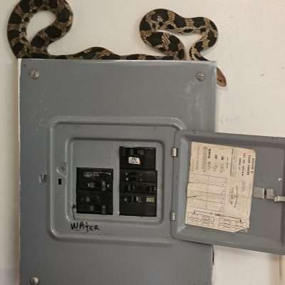 Snake on electrical panel box.