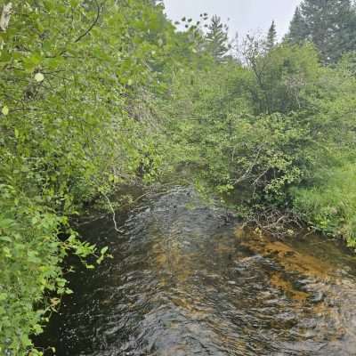 Forest stream with lush greenery