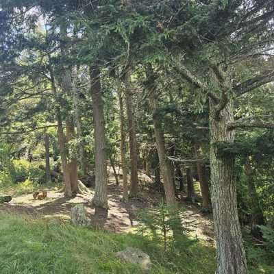 Sunlit forest with green trees and grass