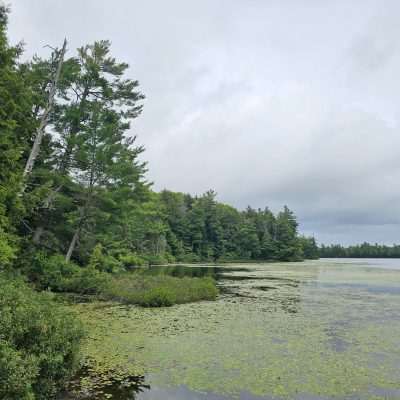 Lakeside with lush greenery and overcast sky