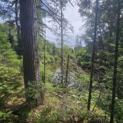 Lush forest with tall trees and river view.