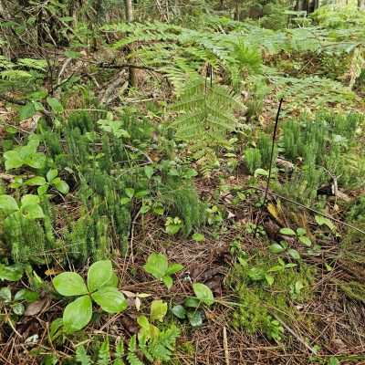 Forest floor with ferns and green plants